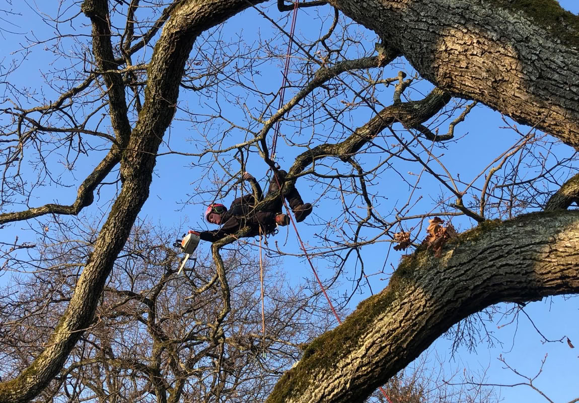 Elagueur Pottu & Seitz sur une branche d'arbre, entourée de branches nues, avec un ciel bleu en arrière-plan.