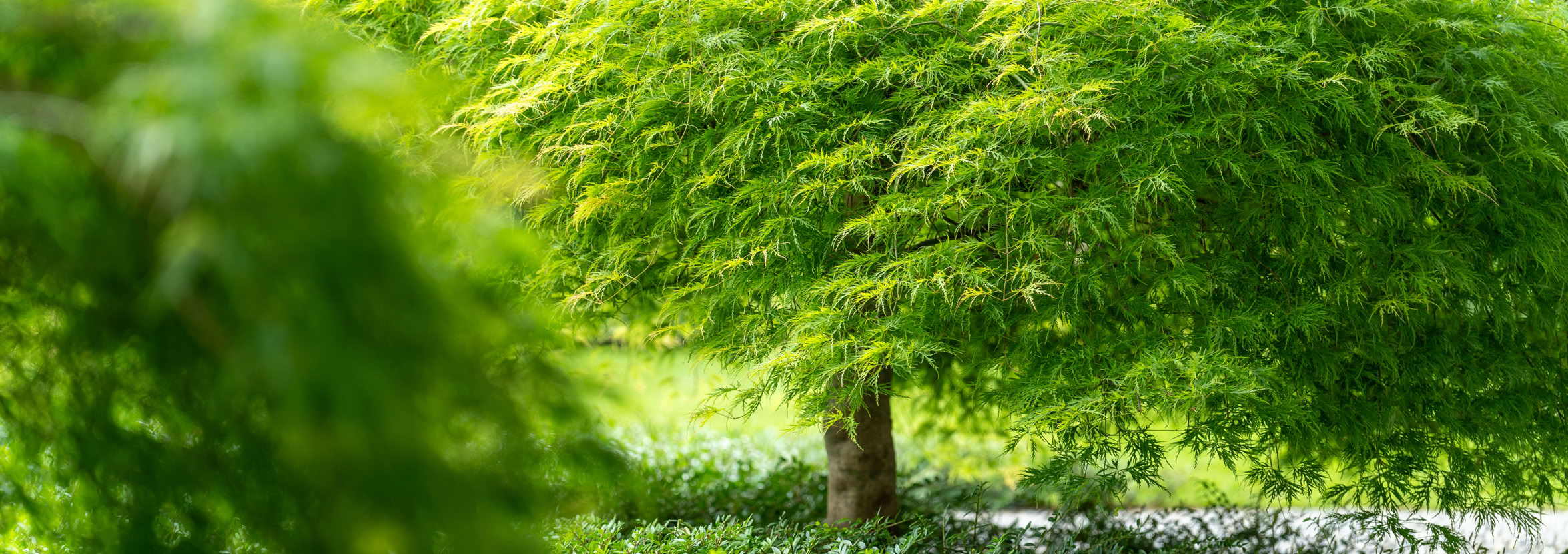 Paysagiste à Genève et Vaud. Arbre avec un feuillage dense et vert, entouré de végétation.