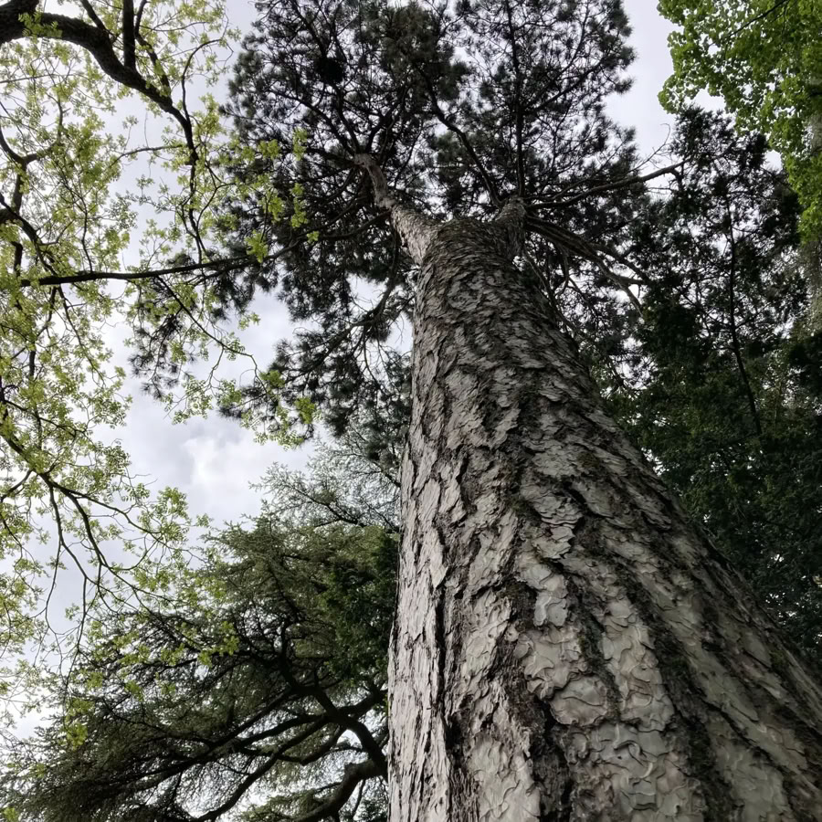 Vue en contre-plongée d'un tronc d'arbre avec des branches et des feuilles vertes, ciel nuageux en arrière-plan.