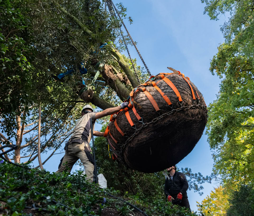Contact de notre entreprise. Deux paysagistes de Pottu & Seitz travaillent ensemble pour planter un grand arbre suspendu par des sangles orange, entourée de végétation et d'arbres sous un ciel bleu.