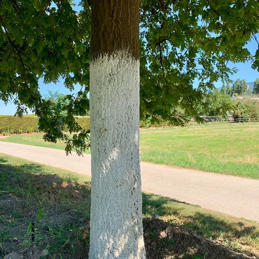 Un arbre avec le tronc partiellement peint en blanc, entouré de pelouse verte et d'un chemin en arrière-plan.