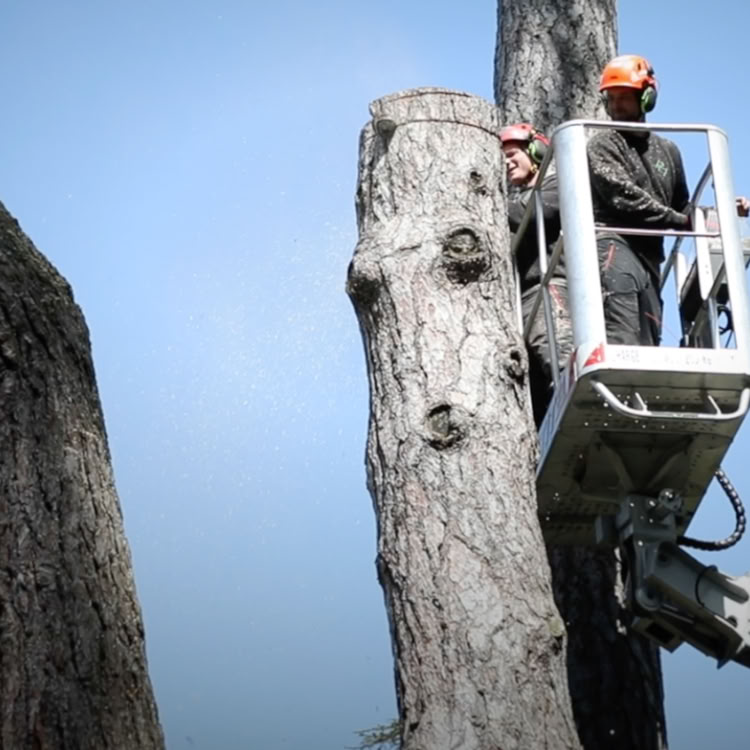 Deux élagueurs portant des casques de sécurité se tiennent dans une nacelle élévatrice à côté d'un tronc d'arbre coupé.