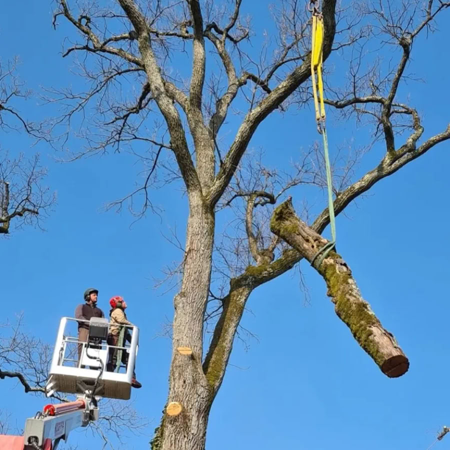 Deux arboristes grimpeurs à Genève et Vaud dans une nacelle élévatrice près d'un grand arbre, avec une branche suspendue par une grue.