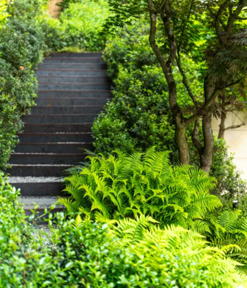 Escalier entouré de verdure luxuriante et de fougères.