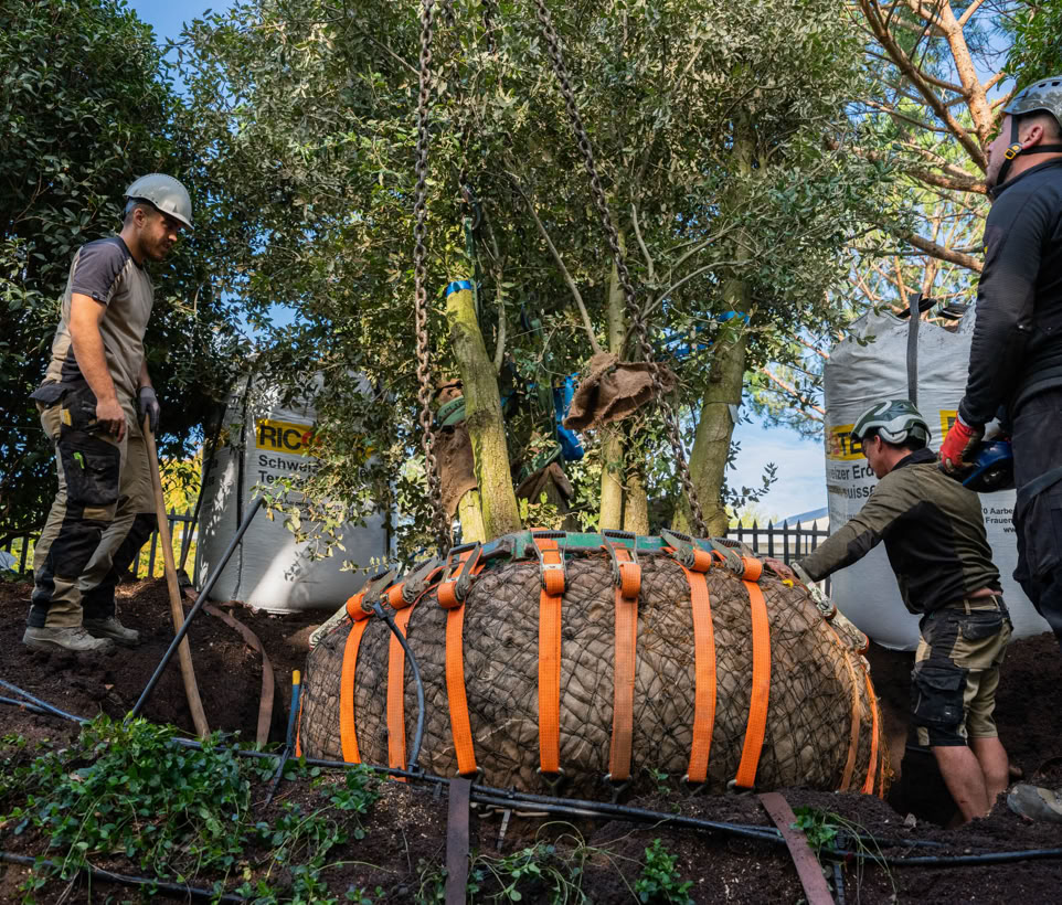 Des employés de Pottu & Seitz travaillent ensemble pour planter un grand arbre avec des sangles orange dans un jardin à Versoix.